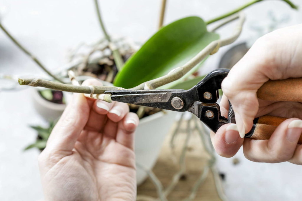 Orchideen schneiden mit Schere