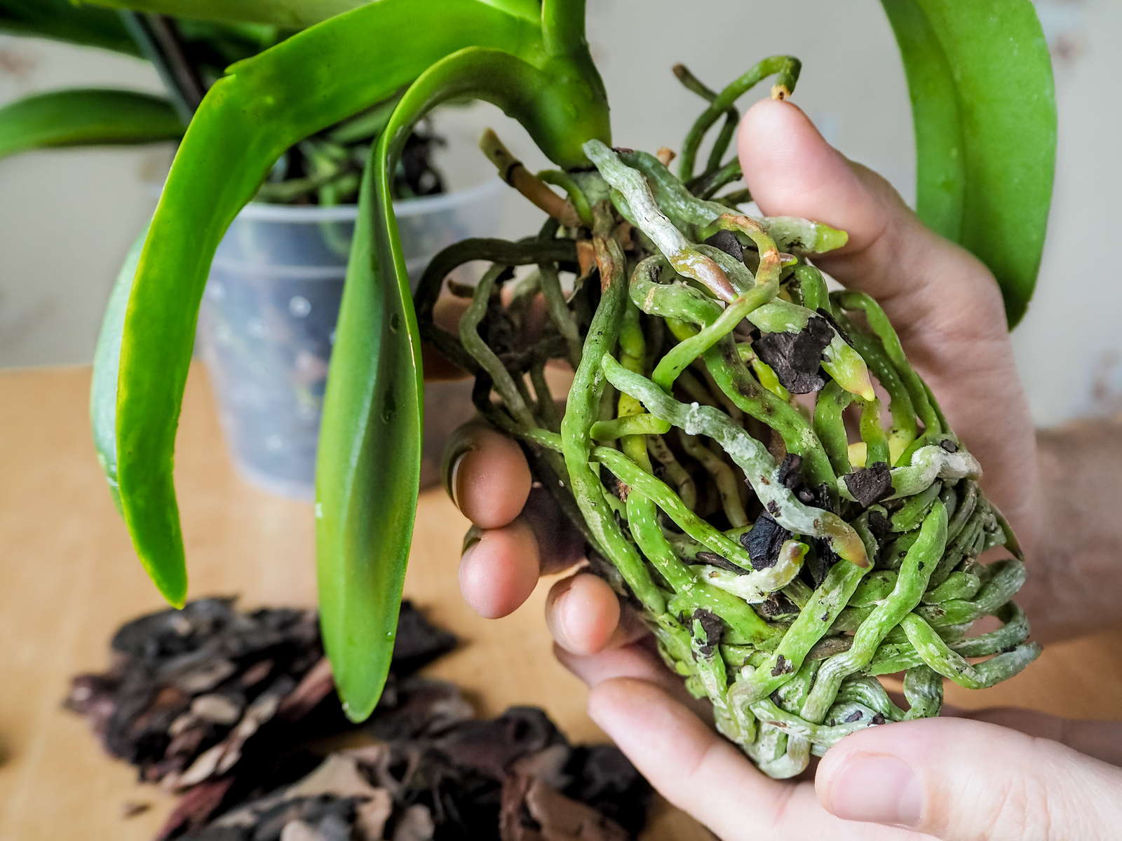 Orchideen abschneiden Wann & wie Orchideen richtig schneiden? Plantura