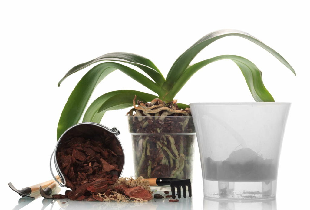Orchideen umtopfen Wertvolle Tipps & Tricks Plantura