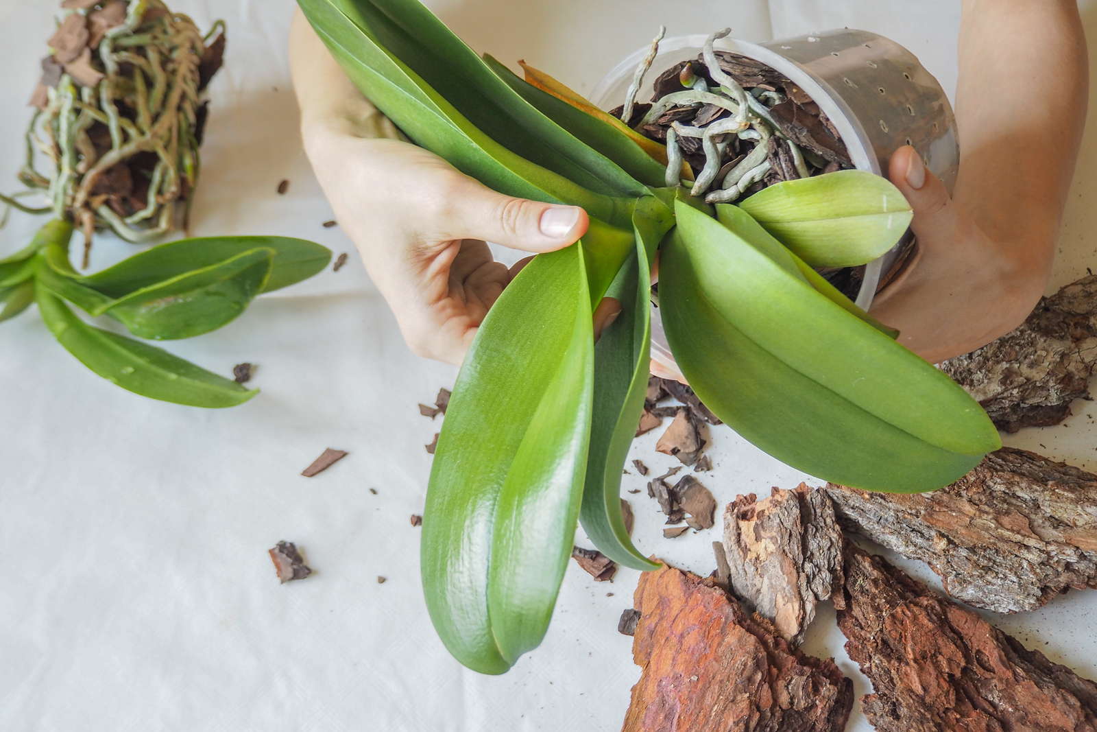 Orchideen Tipps zu Standort, Pflege & Vermehrung Plantura