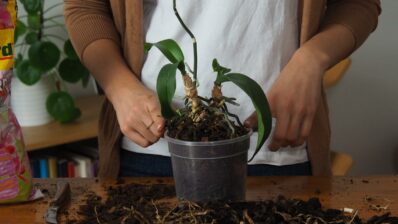 Orchideen umtopfen: Tipps zum richtigen Umpflanzen