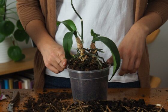 Orchideen umtopfen: Tipps zum richtigen Umpflanzen