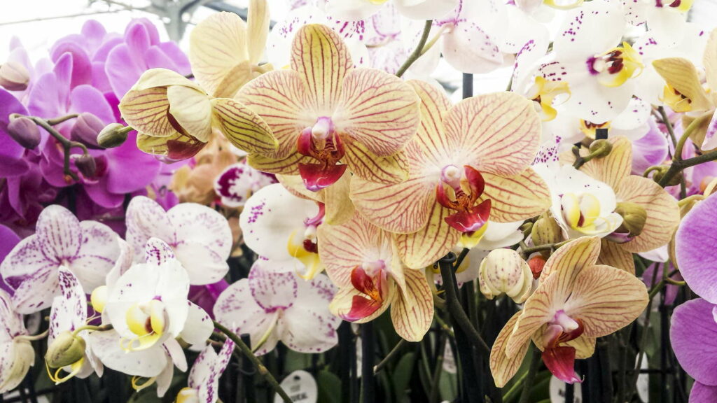 Orchideenarten