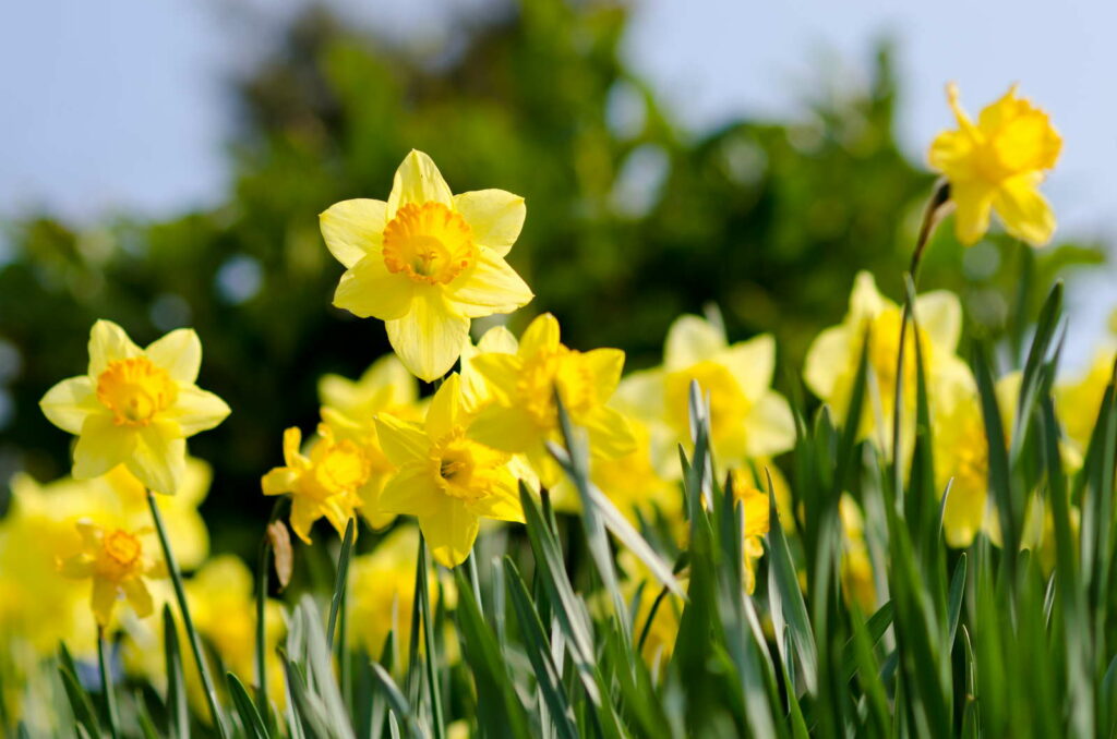Oster glocken NArzissen gelbe Blüte Garten