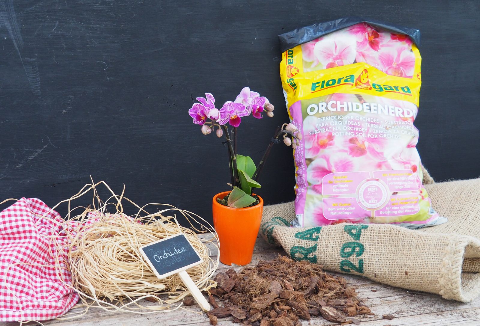 Orchideen Pflegen 6 Tipps Fur Die Pflege Von Orchideen Plantura
