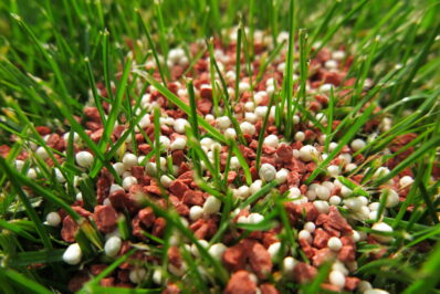 Rasen düngen: Dünge-Tipps vom Rasen-Experten