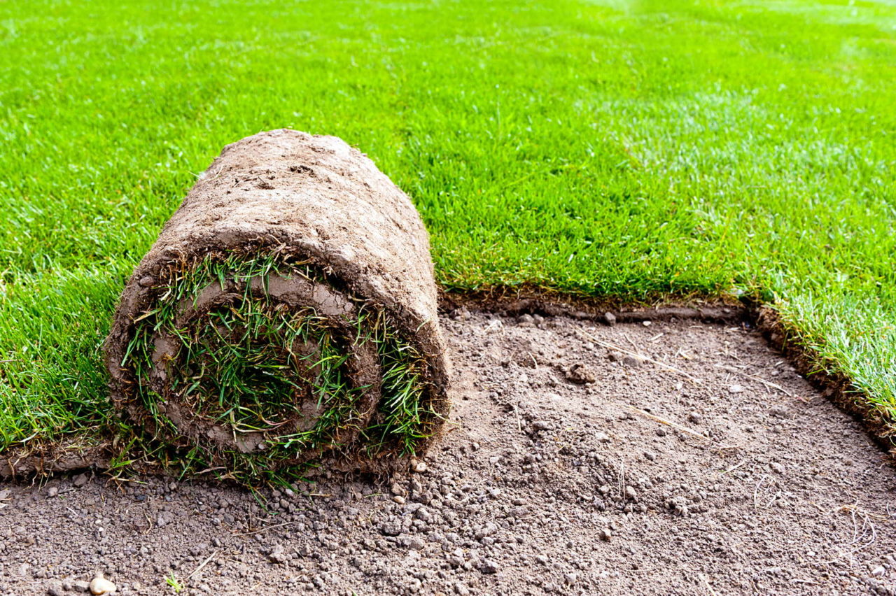 Rasen düngen DüngeTipps vom RasenExperten Plantura