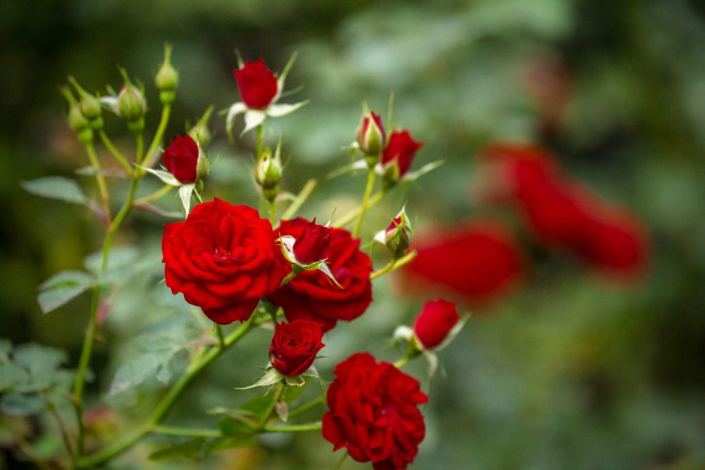 Rose rote Blüten