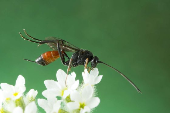 Schlupfwespen gegen Motten einsetzen