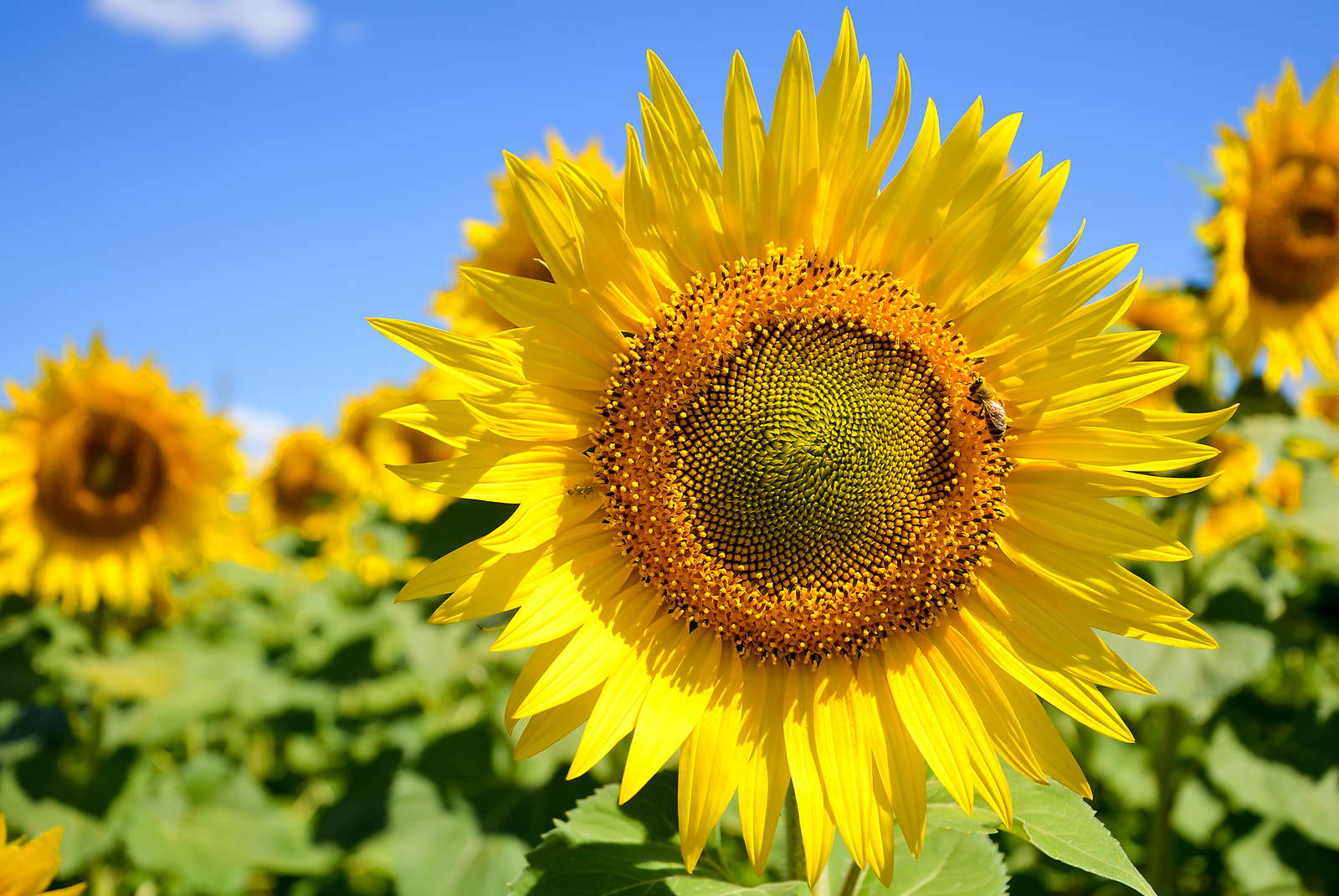 Pflegeleichte Blumen Die Top 7 für den Garten Plantura