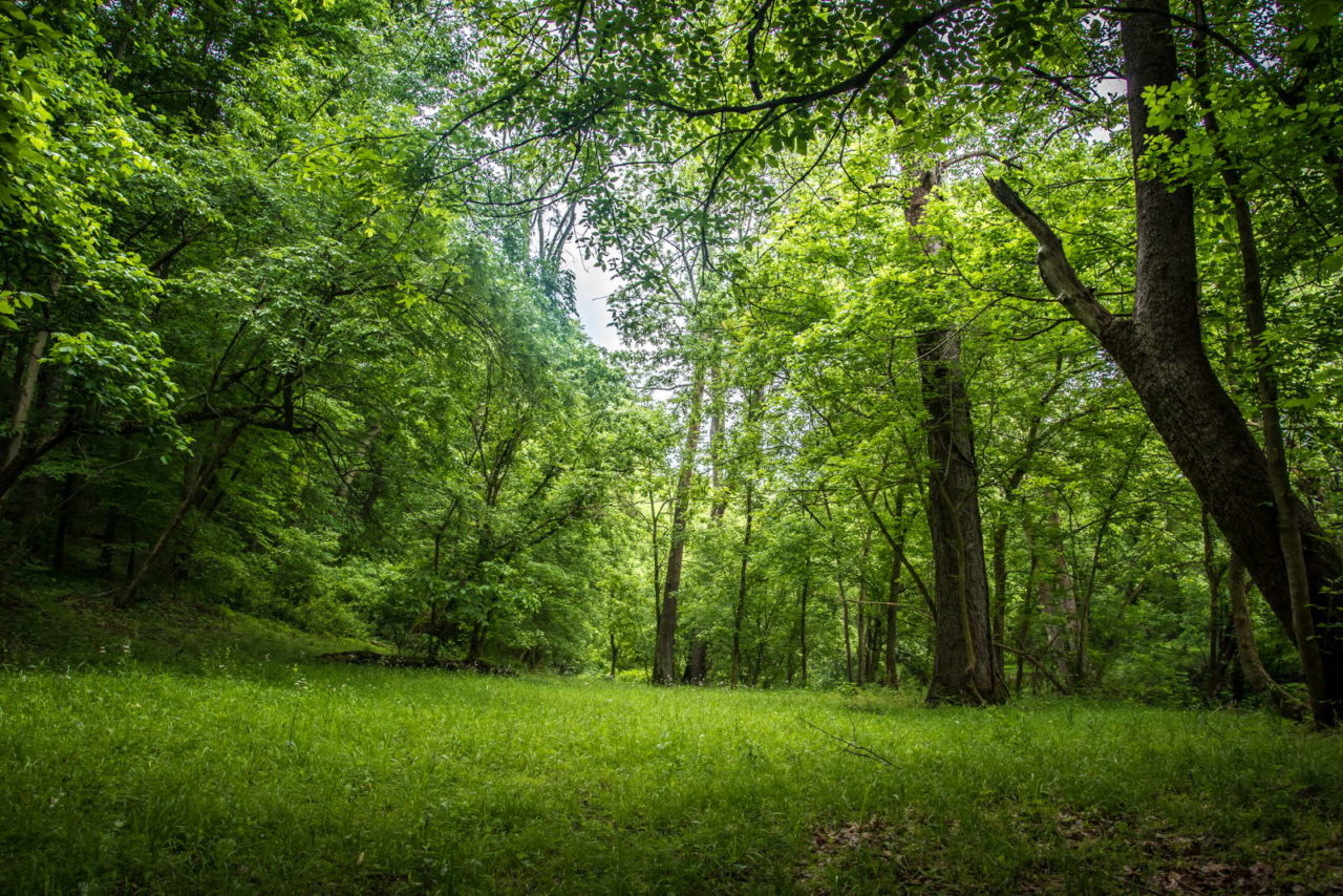 Rasen düngen: Dünge-Tipps vom Rasen-Experten - Plantura