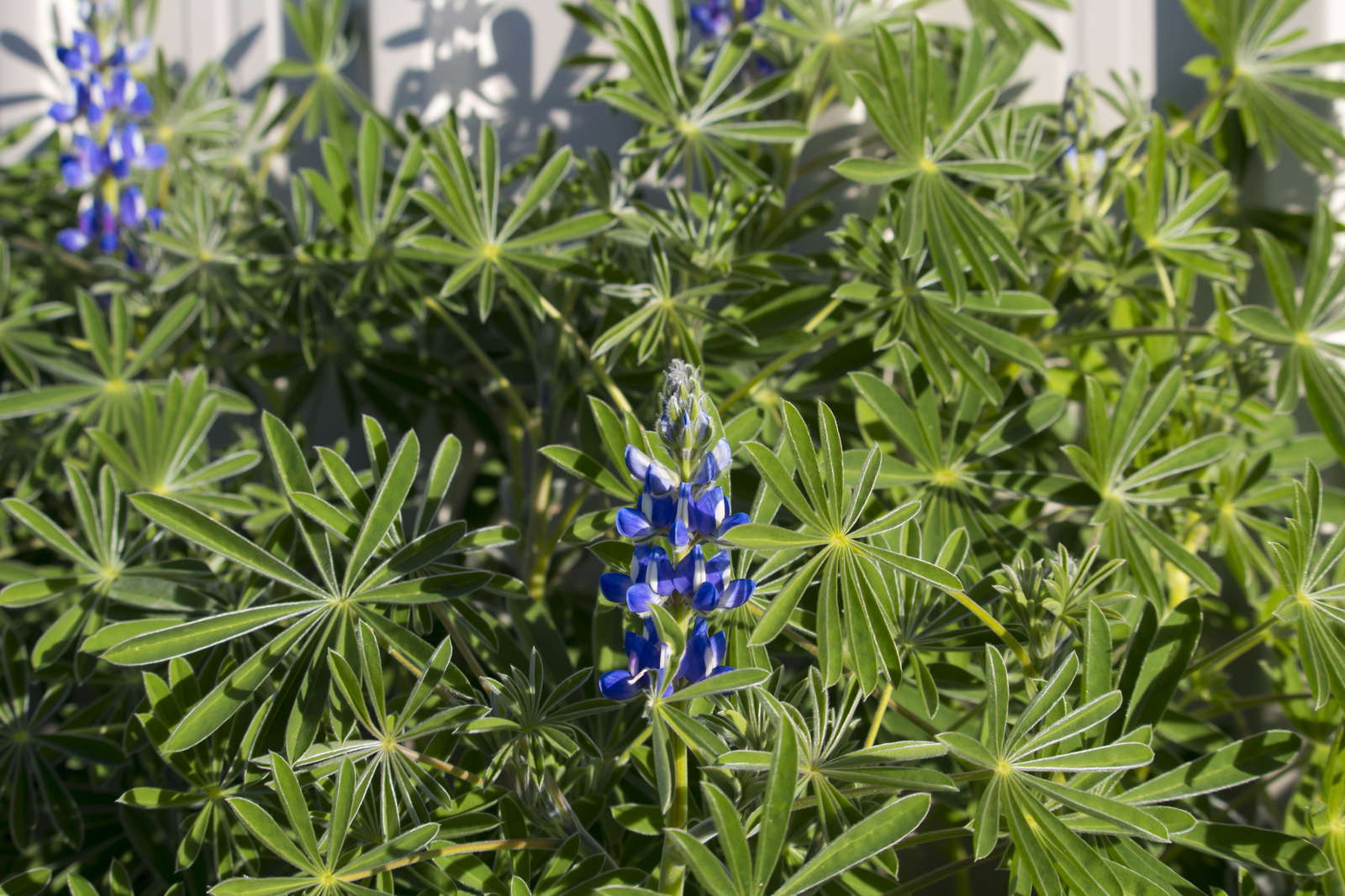 Lupinen Anbau der Eiweißbombe im eigenen Garten Plantura