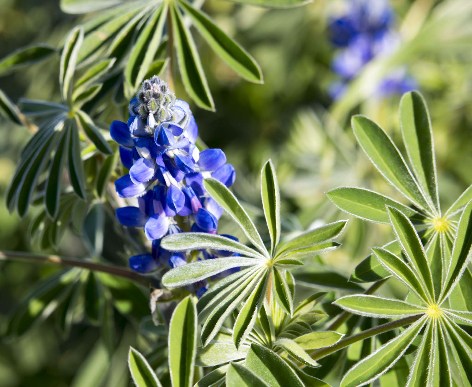 41+ Winterharte Lupinen, Die vielfalt der zahlreichen sorten bringt