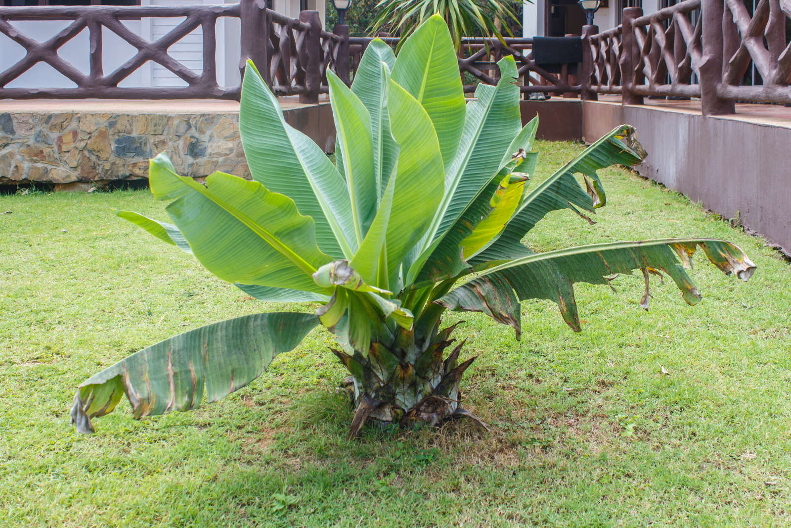 Bananenbaum überwintern Im Garten - Rafinovier