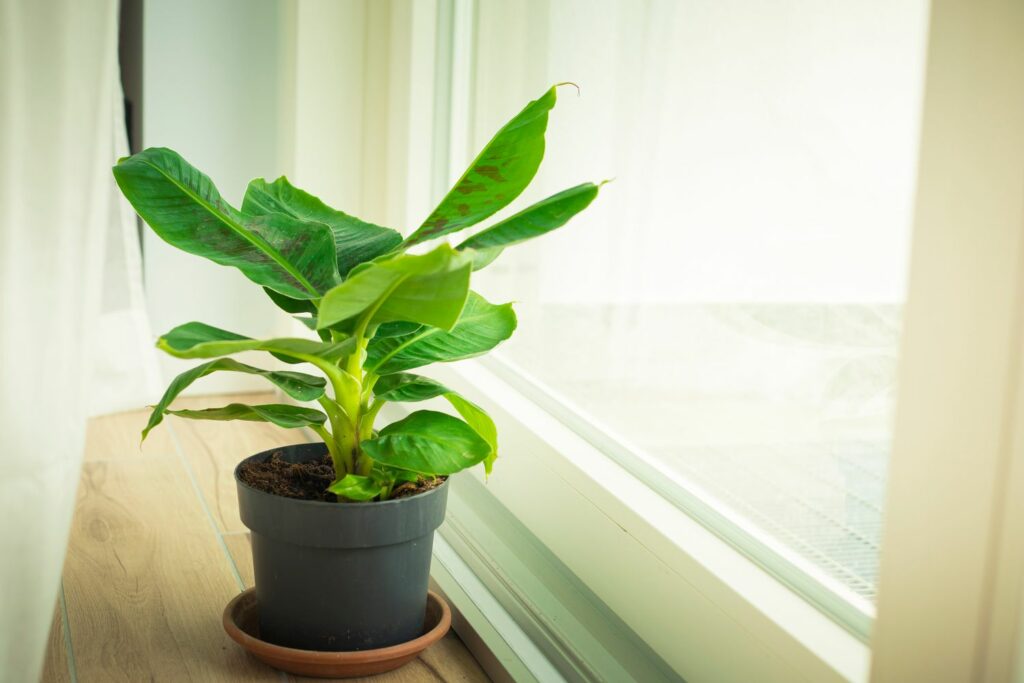 Bananenpflanze auf Fensterbank