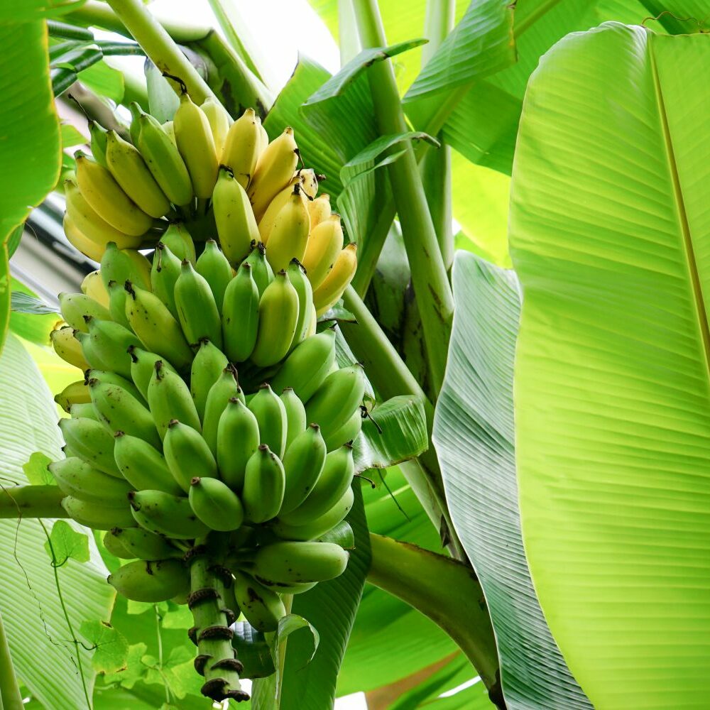 Bananenpflanze: Pflanzen & Pflegen im eigenen Garten