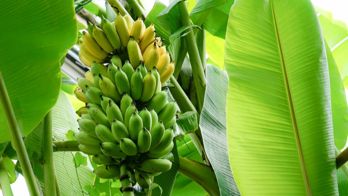 Bananenpflanze: Pflanzen & Pflegen im eigenen Garten