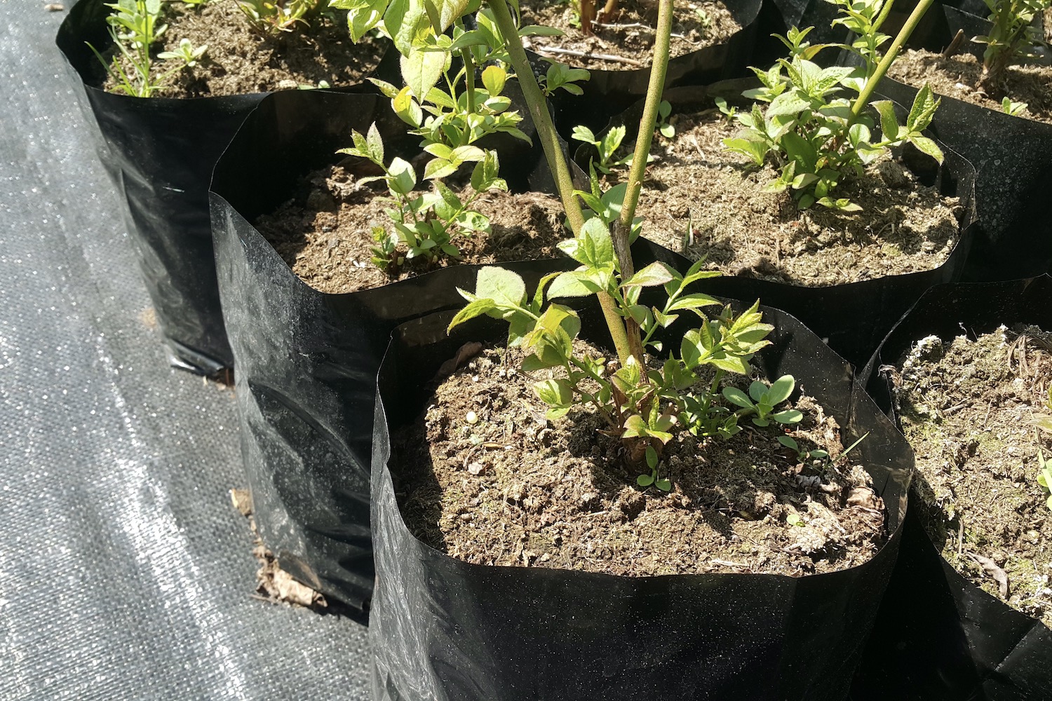 Die richtige Erde für Heidelbeeren Plantura