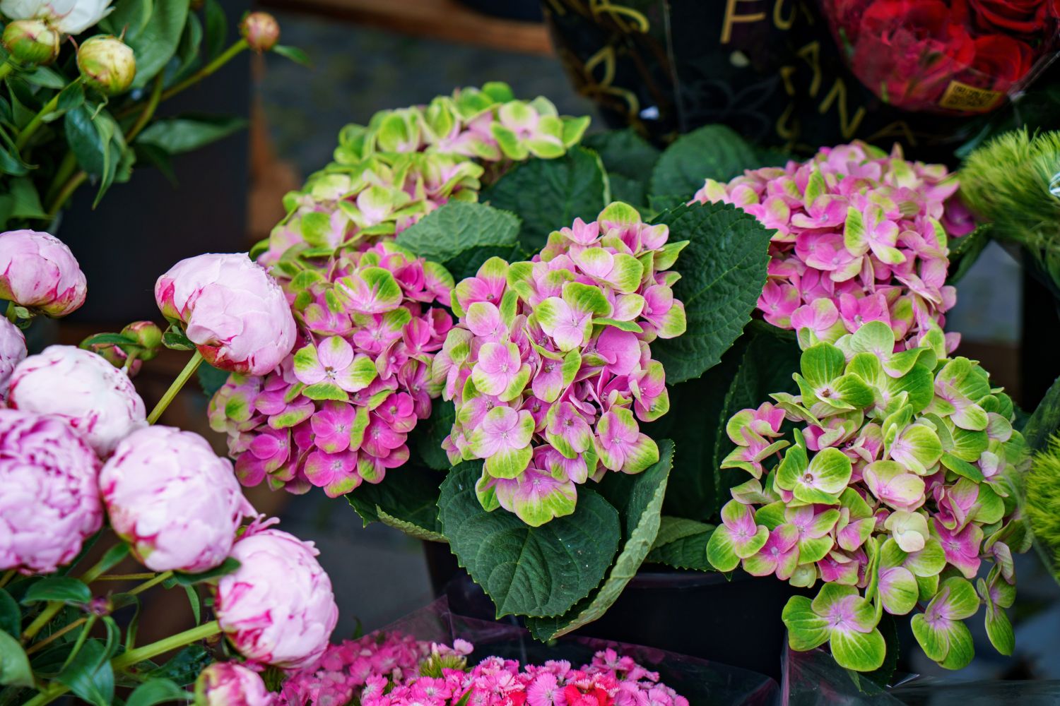 Blumen zum Muttertag: Welche Blumen sind das schönste Muttertagsgeschenk?