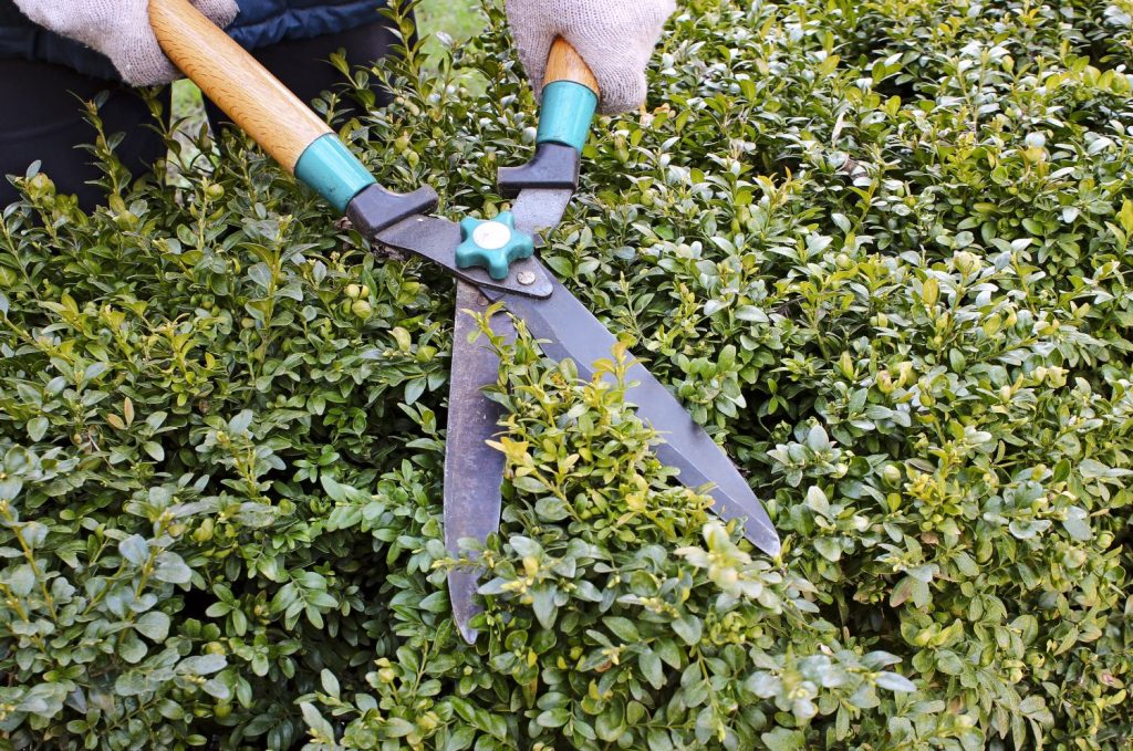 Buchsbaum wird mit Gartenschere geschnitten