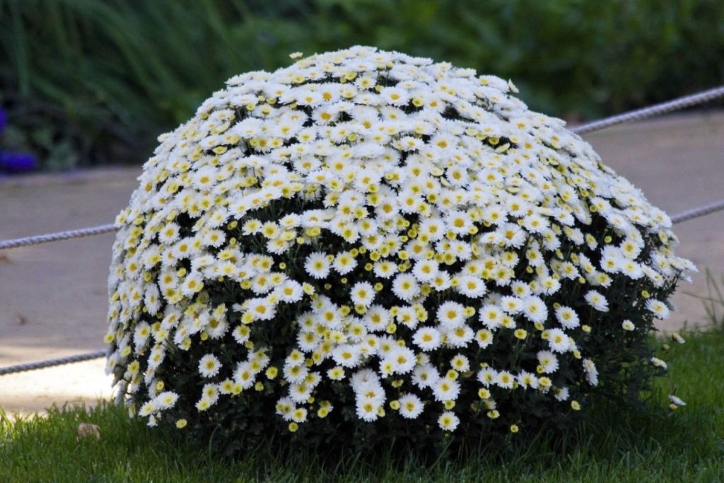 Weißer Chrysanthemenbusch