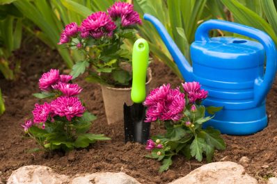 Chrysanthemen: Blütezeit, Standort & Pflege