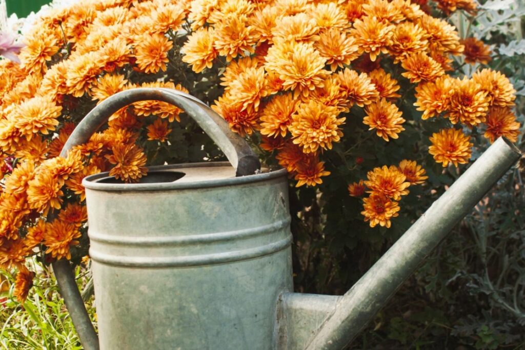 Gießen der Chrysantheme