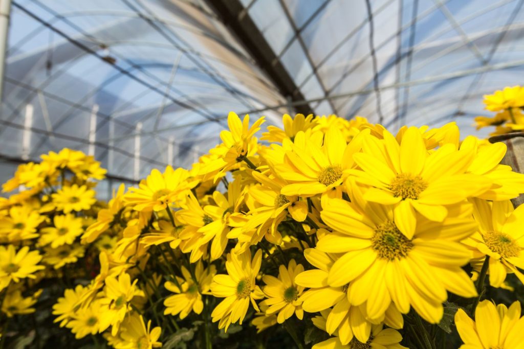 Gelbe Chrysanthemen im Gewächshaus