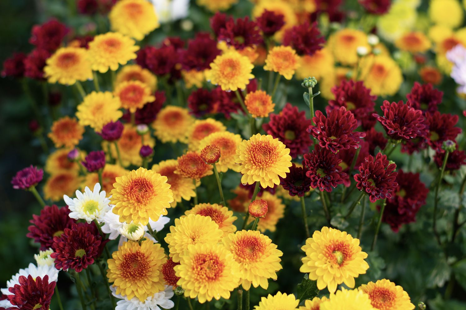 Chrysanthemen-Arten: Die schönsten für den Garten