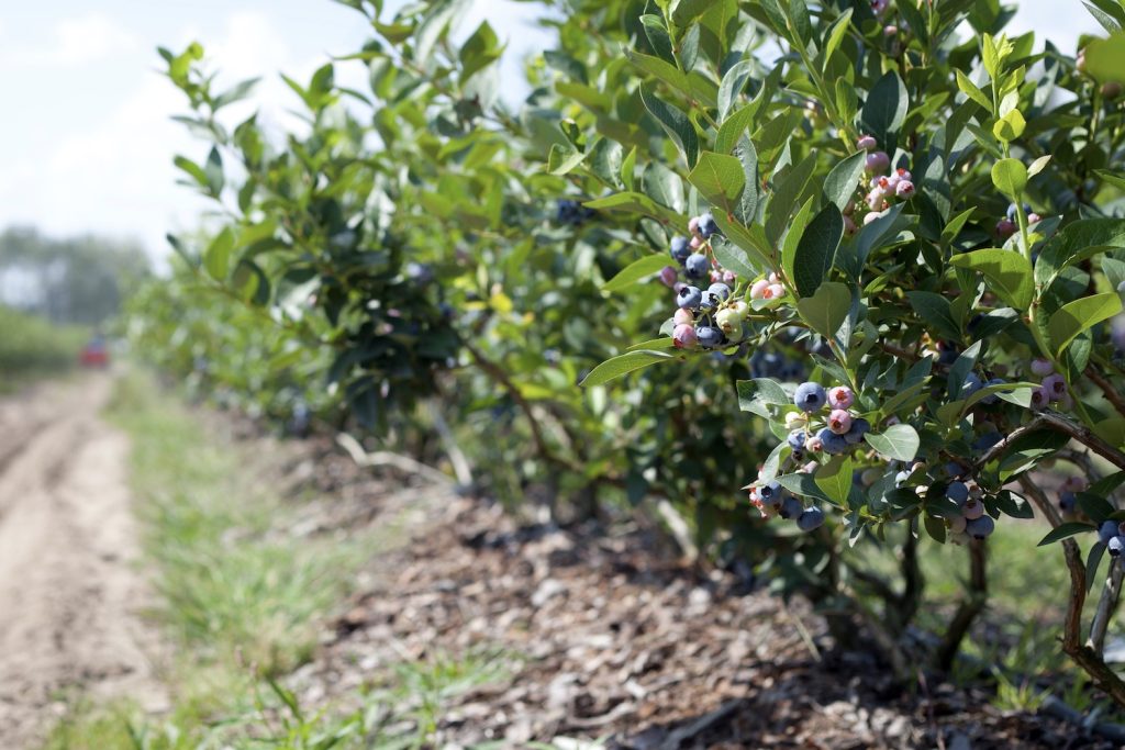 Saure Erde für Heidelbeeren