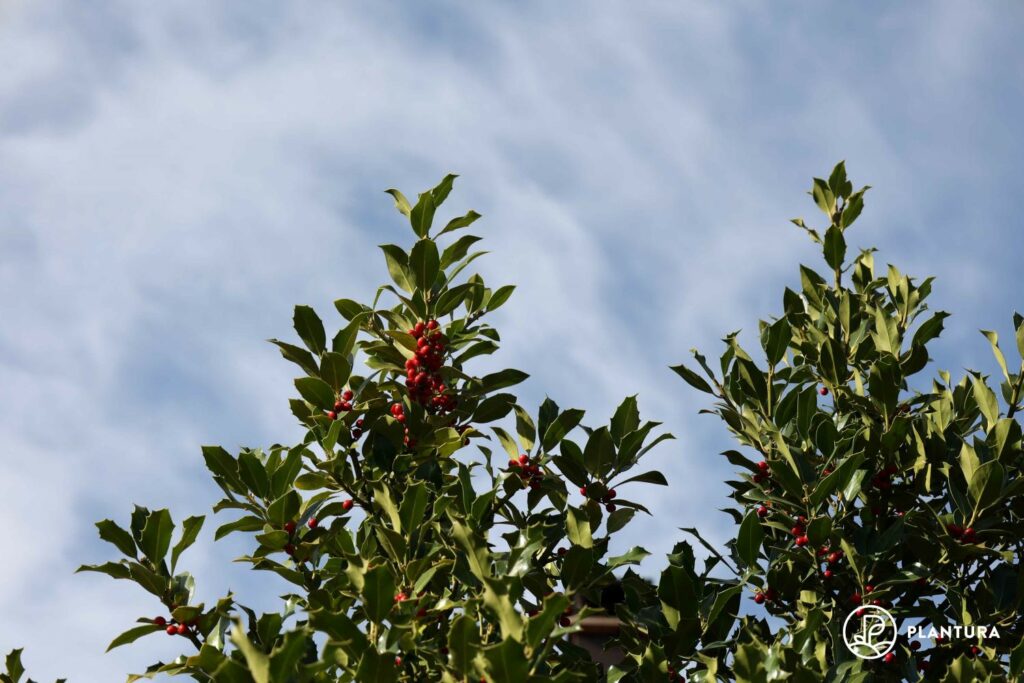 Ilex