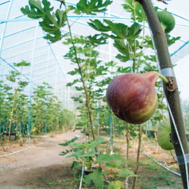 Feigenbaum dngen: Tipps zu Zeitpunkt & Dnger - Plantura