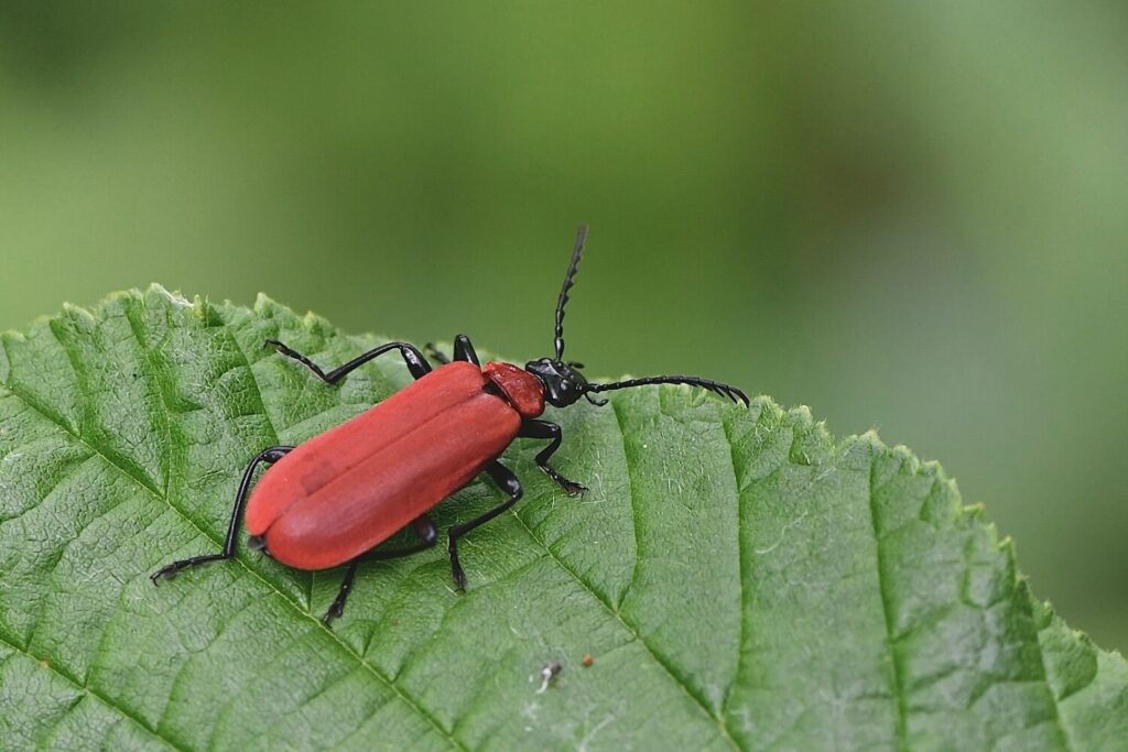 Roter Feuerkäfer auf Blatt