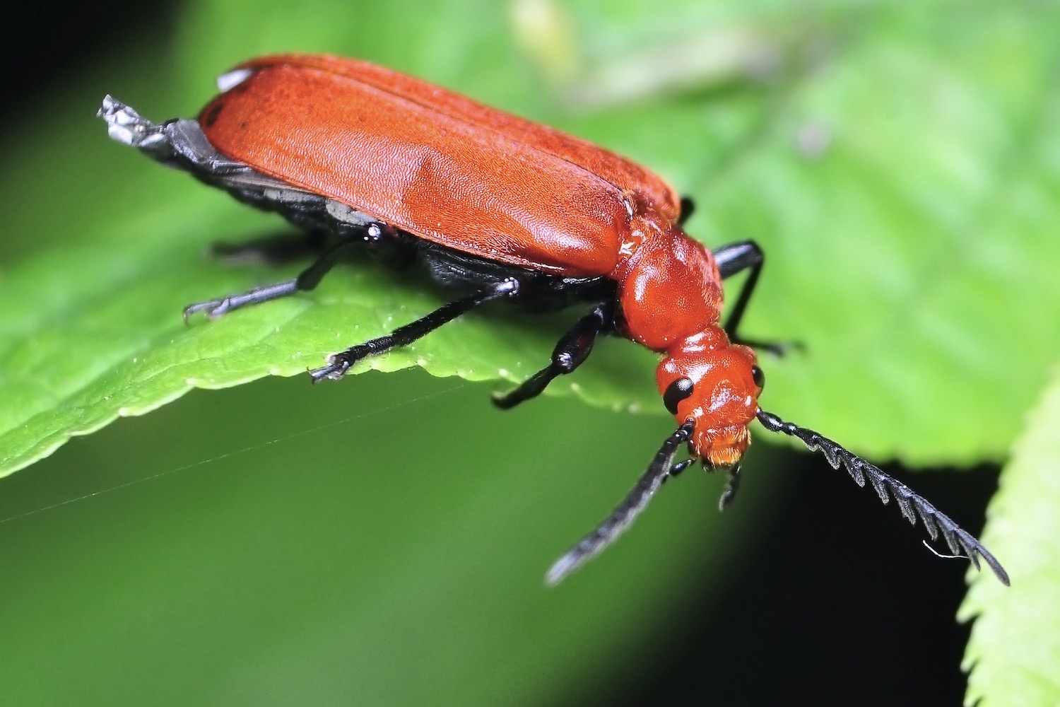 Sind Feuerwanzen gefährlich? Was ist das für ein roter Käfer im Garten?