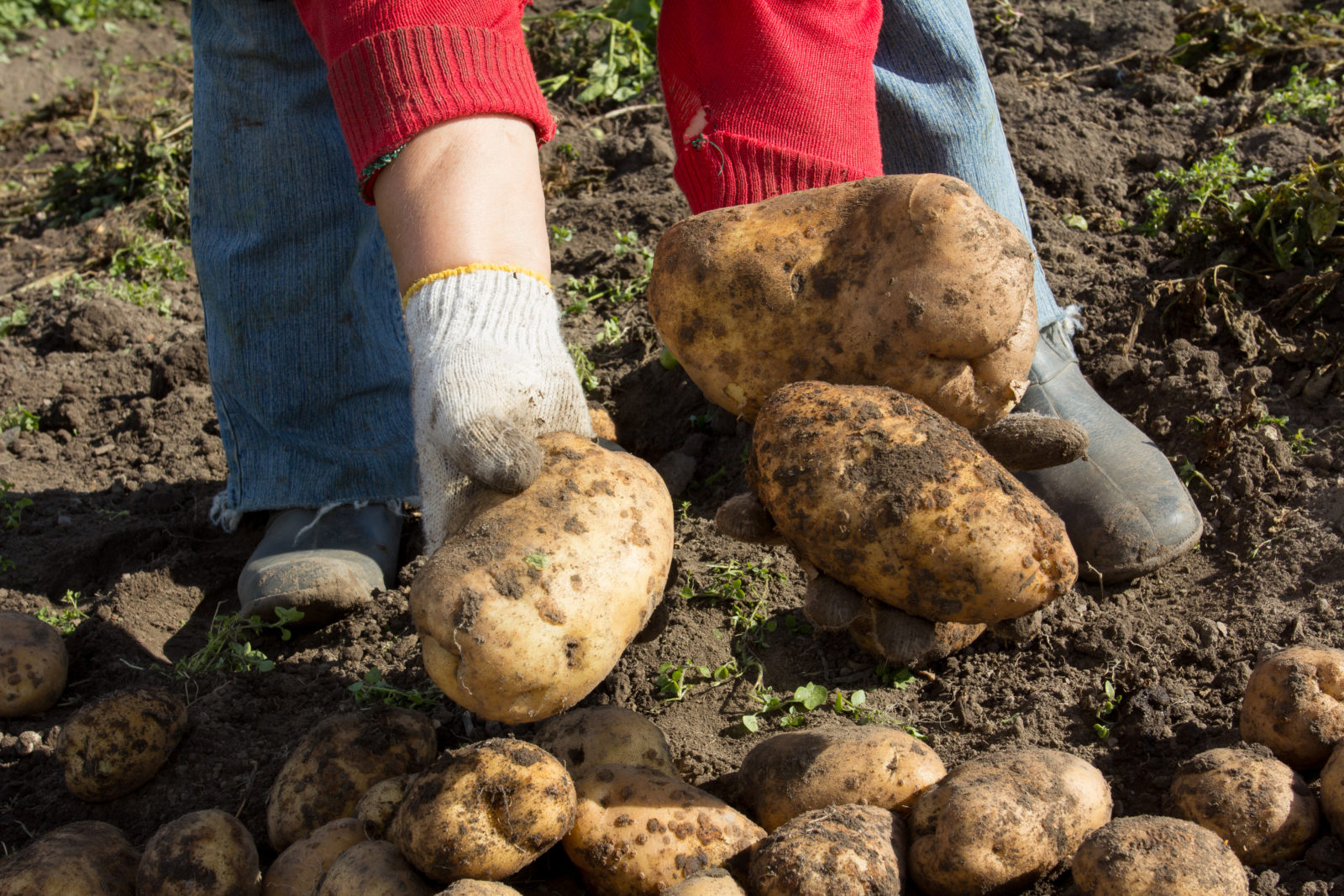 Kartoffeln ernten: Richtiges Vorgehen &amp; Zeitpunkt - Plantura