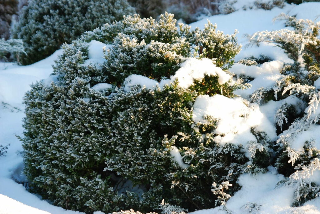 Buchsbaum schnee Winter Buchkugel im Garten