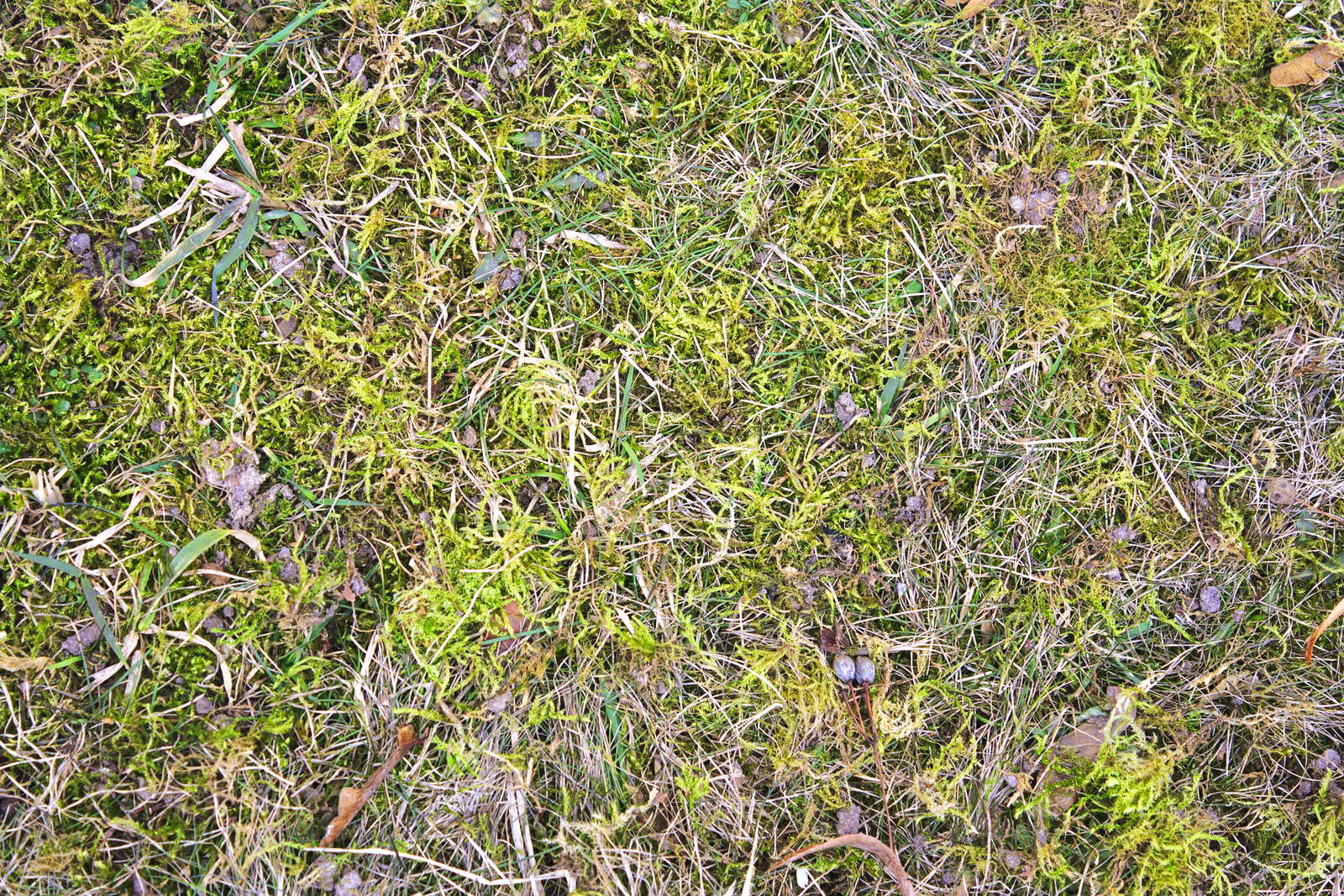 Rasen Mahen Oder Rasen Mulchen Was Ist Besser Plantura