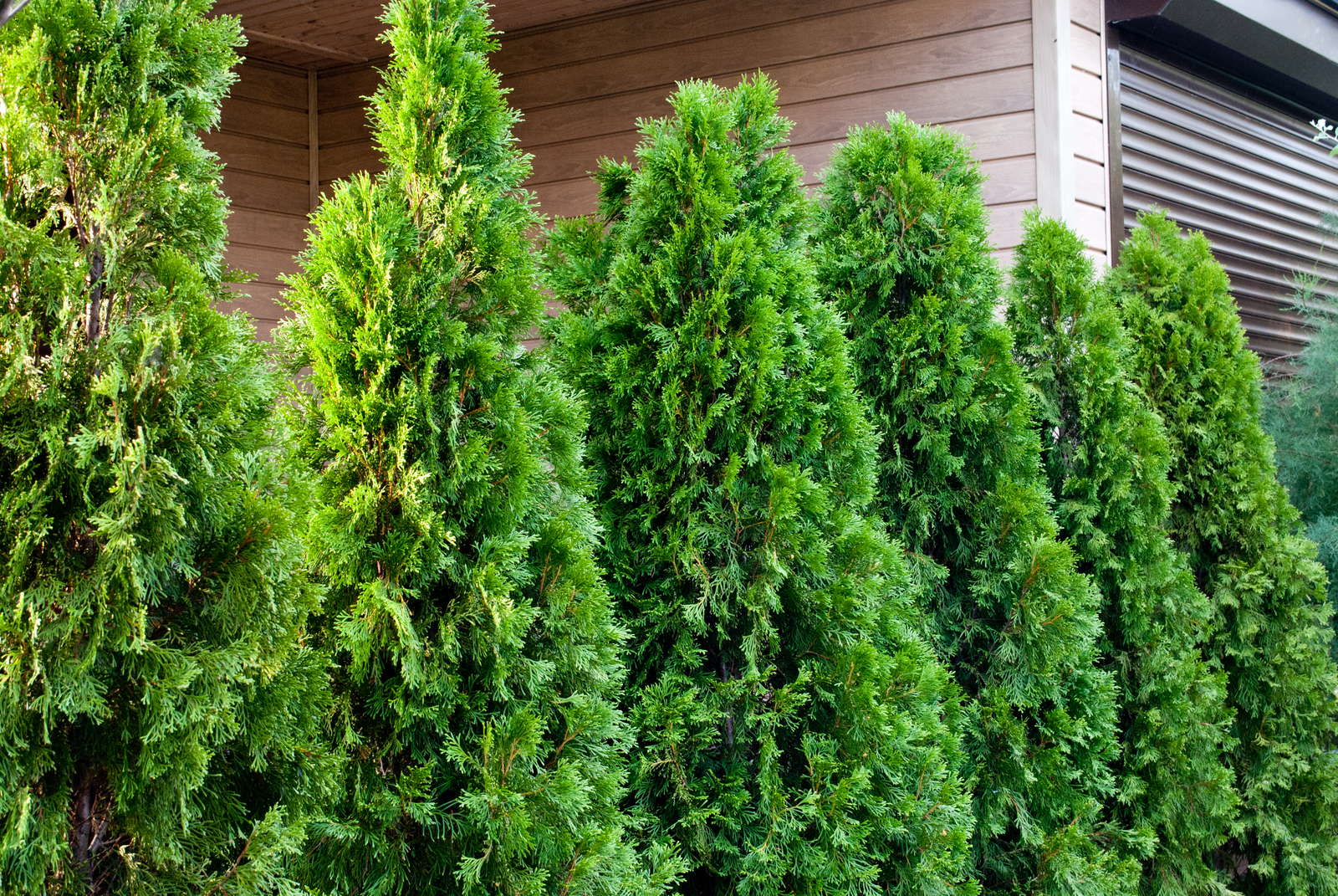 Immergrüne & winterharte Sträucher für den Garten Plantura