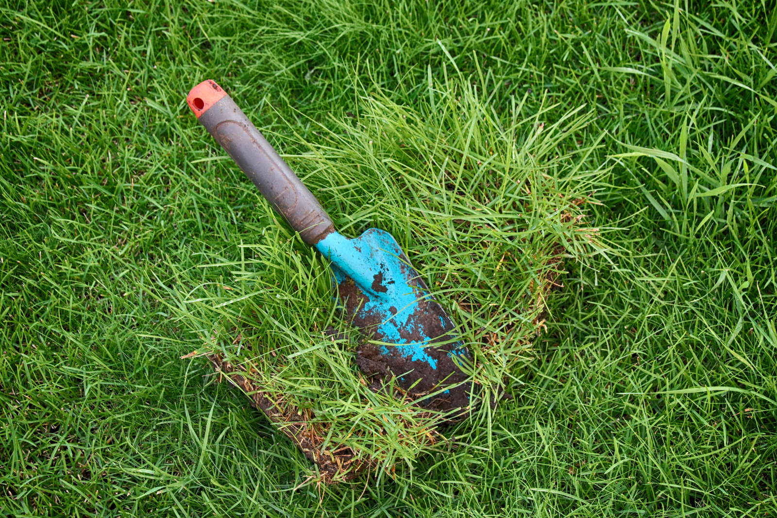 Rasen ausbessern & reparieren: Alternativen zum Rasenerneuern - Plantura