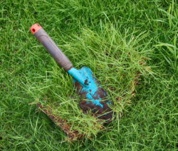 Rasen ausbessern & reparieren: Alternativen zum Rasenerneuern - Plantura