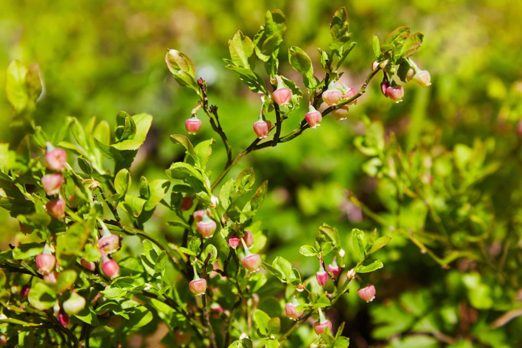 Heidelbeeren düngen Hausmittel, Dünger & Co. Plantura