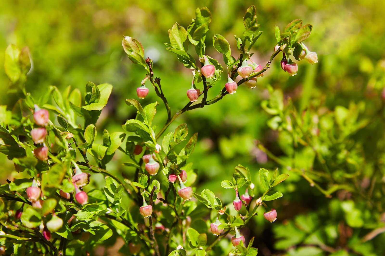Heidelbeeren düngen Hausmittel, Dünger & Co. Plantura