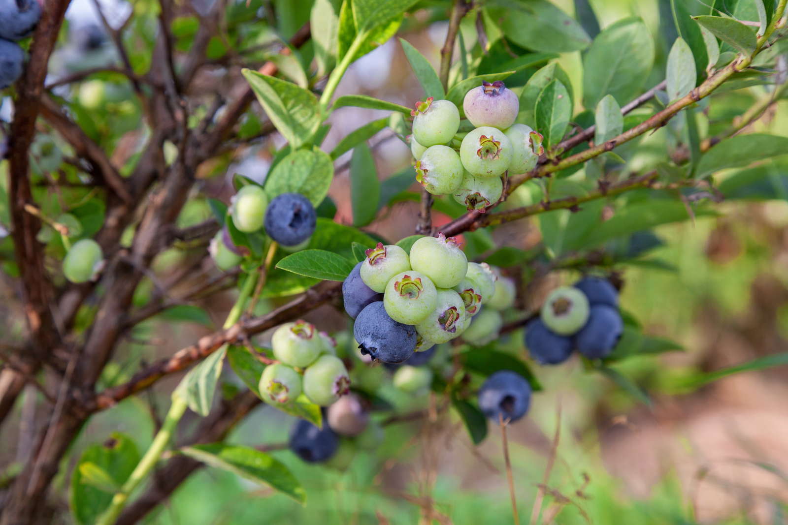 Heidelbeeren/Blaubeeren düngen Expertentipps & Hausmittel Plantura
