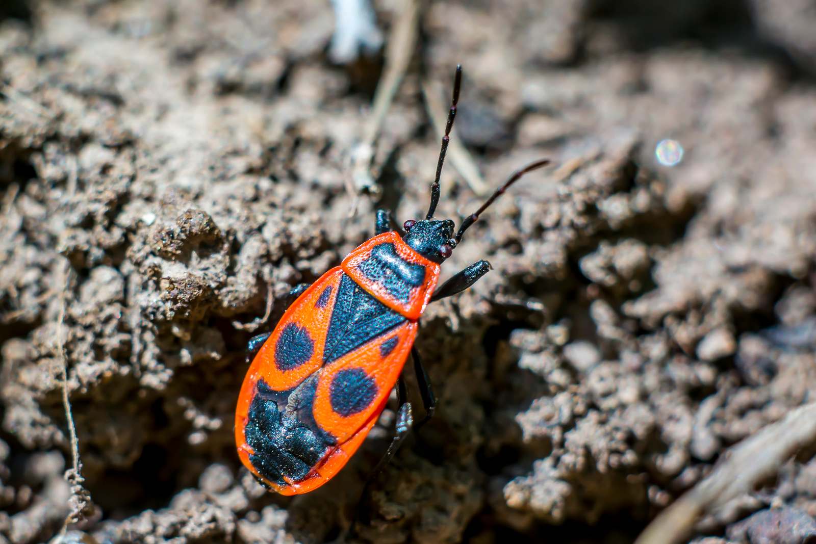 Feuerwanzen Gefährlich & giftig? Plantura