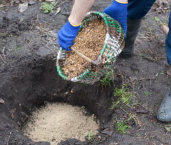 Erde für Heidelbeeren/Blaubeeren Plantura