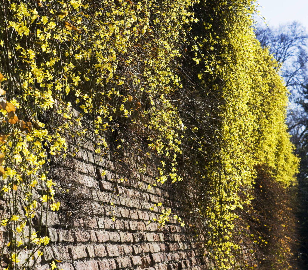 Winterjasmin An Steinmauer immergrüne pflanze