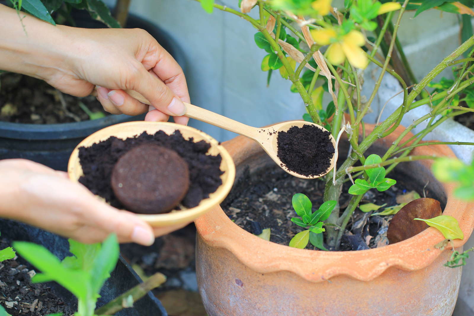Heidelbeeren/Blaubeeren düngen Expertentipps & Hausmittel Plantura