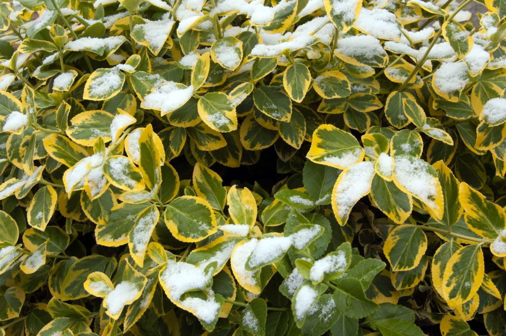 Kriechspindel mit schnee bedeckt winter