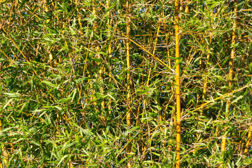 Bambus immergrüne pflanze