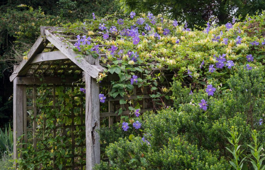 Clematis